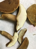 Boletus durhamensis image
