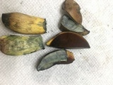 Boletus vermiculosoides image