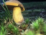 Boletus vermiculosoides image