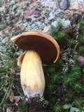 Boletus vermiculosoides image