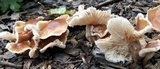 Gymnopus luxurians image