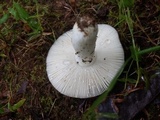 Russula parvovirescens image
