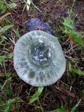 Russula parvovirescens image
