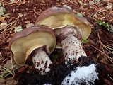 Suillus luteus image
