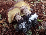 Suillus luteus image