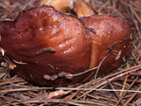 Suillus brevipes image