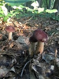 Tylopilus rubrobrunneus image