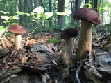 Tylopilus rubrobrunneus image