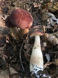 Tylopilus rubrobrunneus image