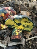 Boletus rufocinnamomeus image