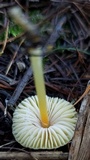 Mycena crocea image