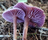 Laccaria amethystina image