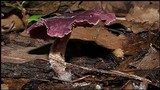 Gymnopus iocephalus image
