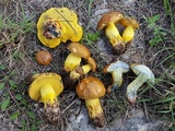 Boletus luridellus image