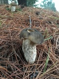 Retiboletus fuscus image