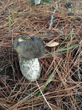Retiboletus fuscus image