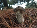 Retiboletus fuscus image