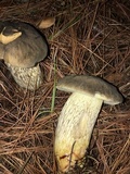 Retiboletus fuscus image