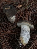 Retiboletus fuscus image