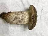 Retiboletus fuscus image