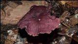 Gymnopus iocephalus image