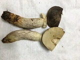 Retiboletus fuscus image