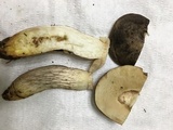 Retiboletus fuscus image
