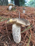 Retiboletus fuscus image