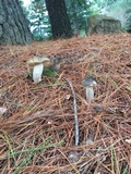 Retiboletus fuscus image