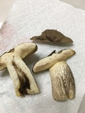 Retiboletus fuscus image
