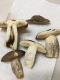 Retiboletus fuscus image