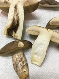 Retiboletus fuscus image