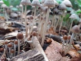 Psathyrella corrugis image