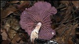 Gymnopus iocephalus image