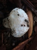 Leucoagaricus barssii image