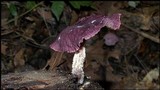 Gymnopus iocephalus image