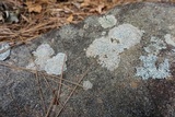 Pertusaria plittiana image