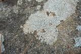 Pertusaria plittiana image