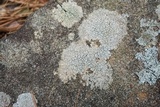 Pertusaria plittiana image