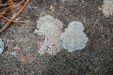Pertusaria plittiana image