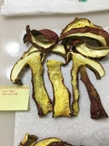 Boletus pallidoroseus image