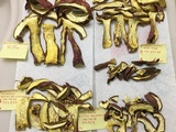 Boletus pallidoroseus image