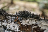 Xylaria multiplex image