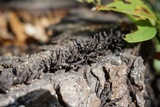 Xylaria multiplex image