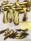 Boletus pallidoroseus image