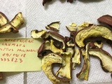 Boletus pallidoroseus image