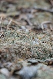 Cladonia peziziformis image