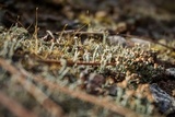 Cladonia peziziformis image