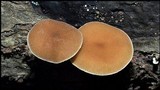 Simocybe centunculus var. centunculus image