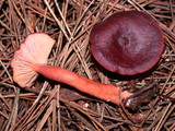 Lactarius atrobadius image